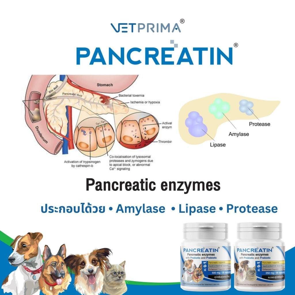 Pancreatin ผลิตภัณฑ์เอ็นไซม์เสริมอาหาร สำหรับสุนัขและแมวที่มีภาวะตับอ่อนอักเสบ 30 แคปซูล รูปที่ 2