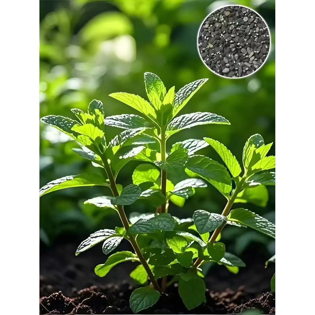 Edible Natural Mint Herbs Seeds ปลูกง่าย เมล็ดสะระแหน่ ตั้งค่าโครงการ สะระแหน่ตั้งค่าโครงการ รูปที่ 2