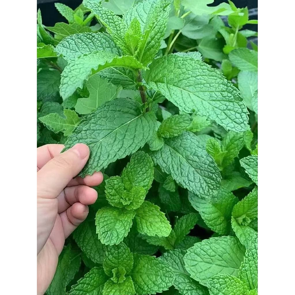 Edible Natural Mint Herbs Seeds ปลูกง่าย เมล็ดสะระแหน่ ตั้งค่าโครงการ สะระแหน่ตั้งค่าโครงการ รูปที่ 1