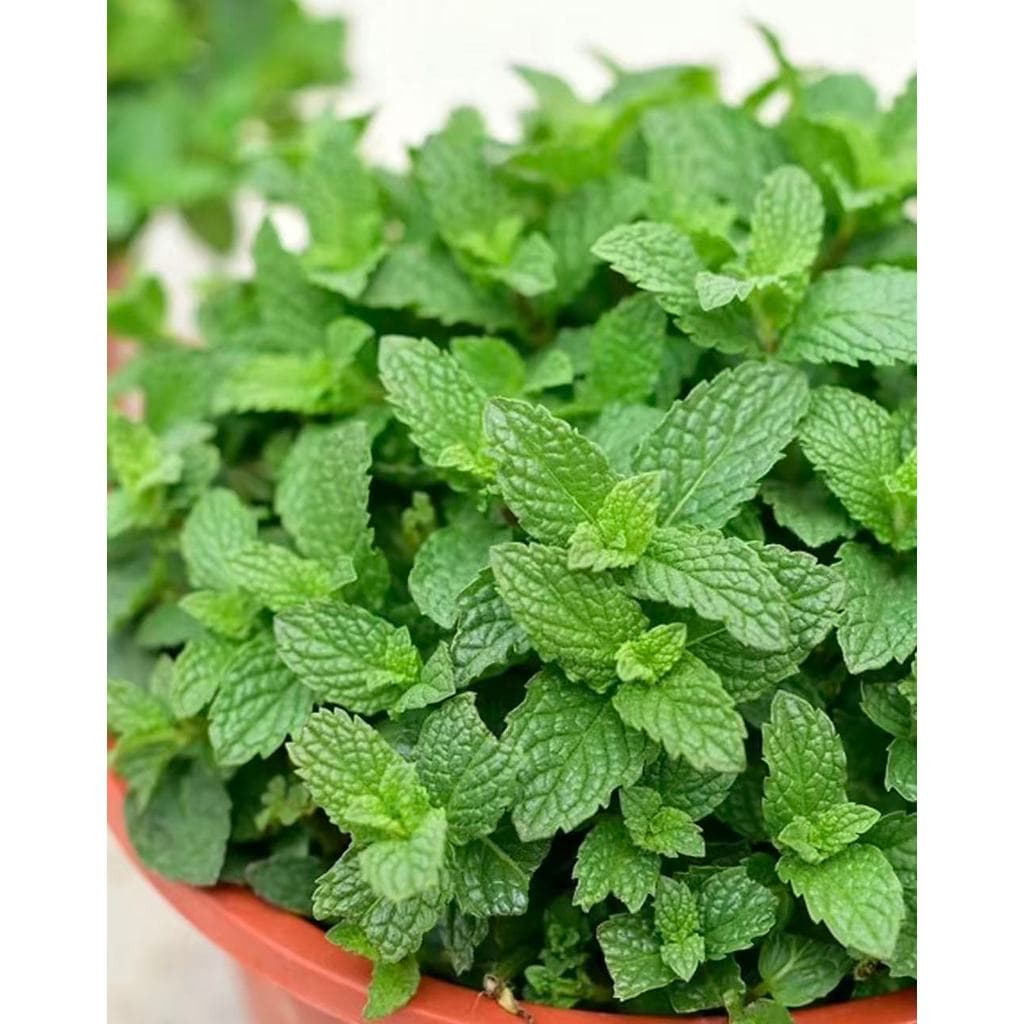 Edible Natural Mint Herbs Seeds ปลูกง่าย เมล็ดสะระแหน่ ตั้งค่าโครงการ สะระแหน่ตั้งค่าโครงการ รูปที่ 8