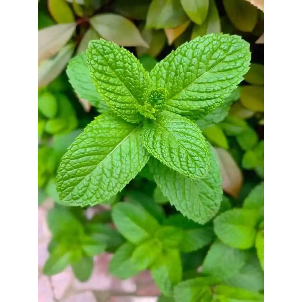 Edible Natural Mint Herbs Seeds ปลูกง่าย เมล็ดสะระแหน่ ตั้งค่าโครงการ สะระแหน่ตั้งค่าโครงการ รูปที่ 5