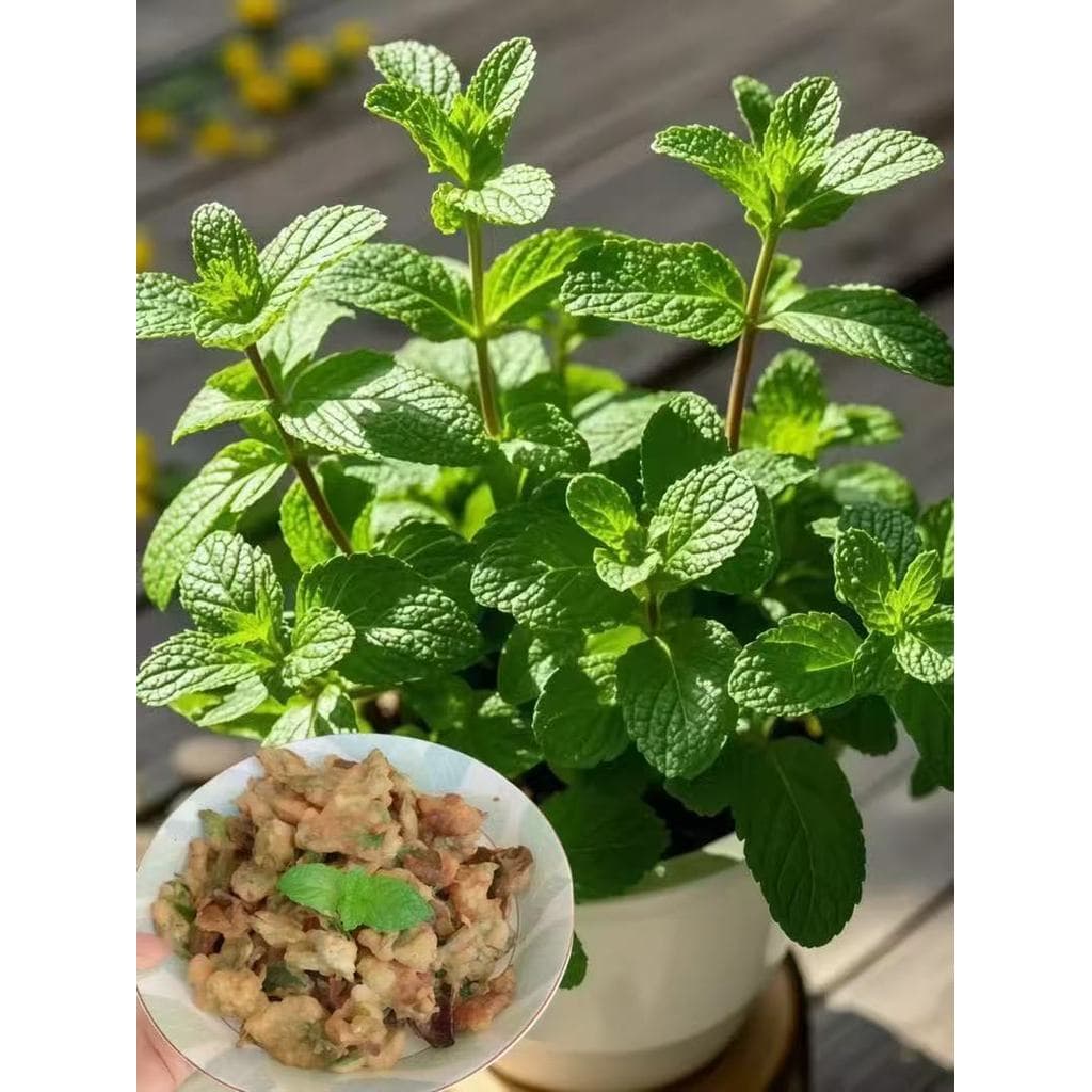Edible Natural Mint Herbs Seeds ปลูกง่าย เมล็ดสะระแหน่ ตั้งค่าโครงการ สะระแหน่ตั้งค่าโครงการ รูปที่ 6
