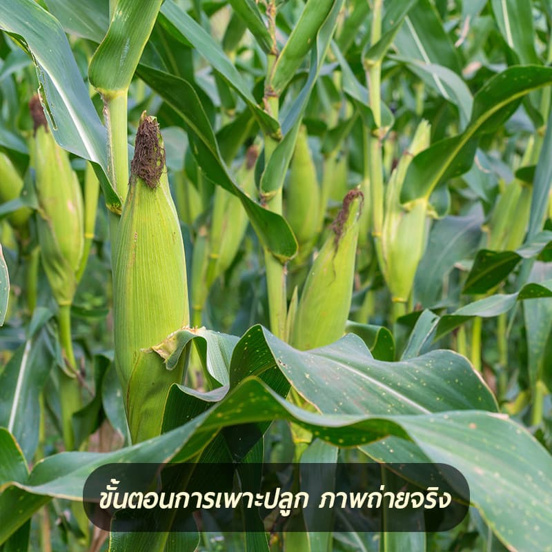 เมล็ดพันธุ์ ข้าวโพดหวาน ฮอกไกโด ข้าวโพดนมสด ทานดิบได้ ทานสดได้ จำนวน 35 เมล็ด ปลูกได้ทุกที่ รูปที่ 3