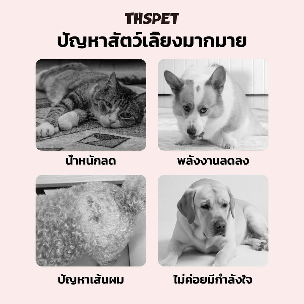 THSPET อาหารว่างสร้างภูมิคุ้มกัน รองรับสะโพกและข้อต่อ สุขภาพระบบย่อยอาหาร ของว่างบำรุงผม ขนมสุนัข ขนมแมว ขนมหมา รูปที่ 2