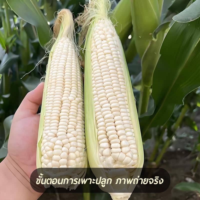 เมล็ดพันธุ์ ข้าวโพดหวาน ฮอกไกโด ข้าวโพดนมสด ทานดิบได้ ทานสดได้ จำนวน 35 เมล็ด ปลูกได้ทุกที่ รูปที่ 4