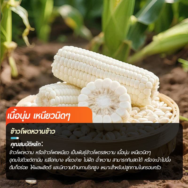 เมล็ดพันธุ์ ข้าวโพดหวาน ฮอกไกโด ข้าวโพดนมสด ทานดิบได้ ทานสดได้ จำนวน 35 เมล็ด ปลูกได้ทุกที่ รูปที่ 2