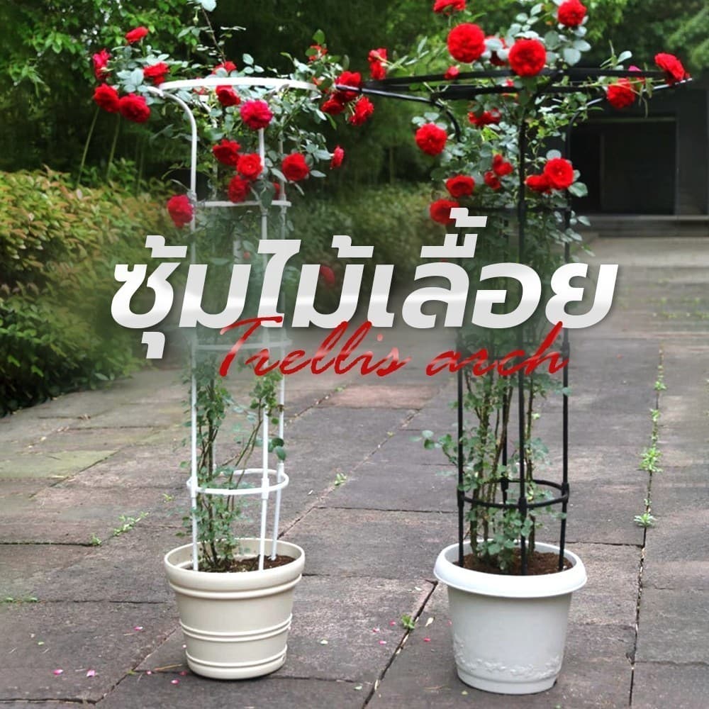 ซุ้มไม้เลื้อย ทรงร่ม สูง เถาวัลย์ ดอกไม้ยึด ซุ้มไม้ระแนง ซุ้มกุหลาบ ซุ้มกุหลาบเลื้อย โครงกุหลาบเลื้อย ซุ้มไม้เลื้อย รูปที่ 8