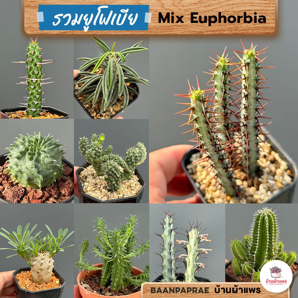 รวมยูโฟเบีย Mix Euphorbia แคคตัส กระบองเพชร ไม้อวบน้ำ cactus&succulent รูปที่ 1