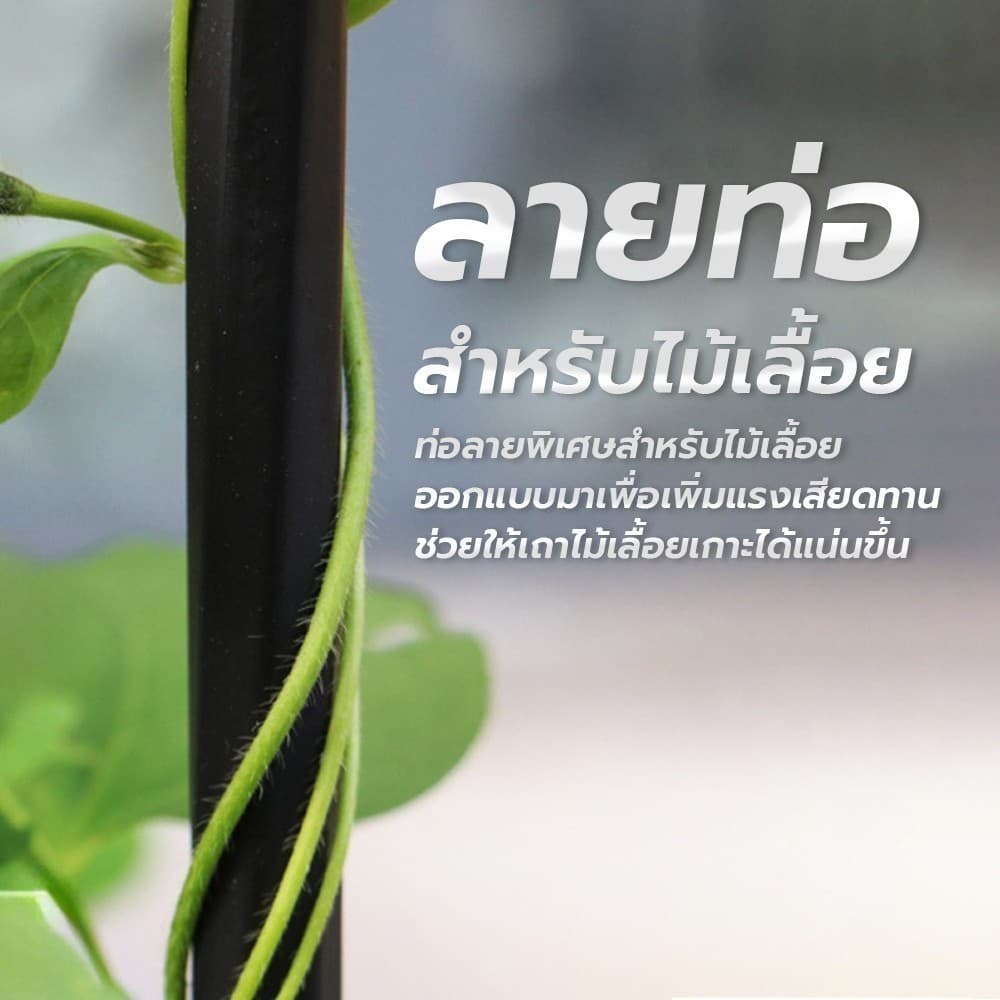 ซุ้มไม้เลื้อย ทรงร่ม สูง เถาวัลย์ ดอกไม้ยึด ซุ้มไม้ระแนง ซุ้มกุหลาบ ซุ้มกุหลาบเลื้อย โครงกุหลาบเลื้อย ซุ้มไม้เลื้อย รูปที่ 2