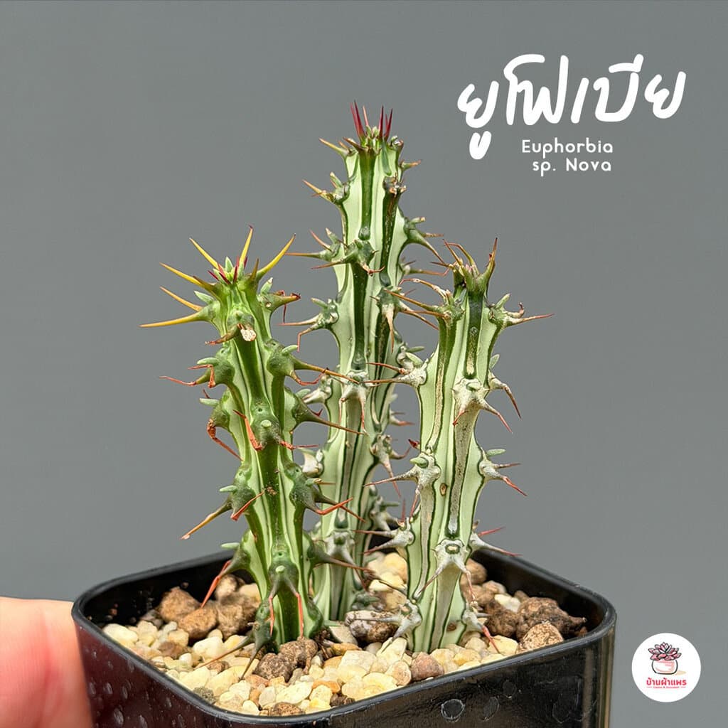 รวมยูโฟเบีย Mix Euphorbia แคคตัส กระบองเพชร ไม้อวบน้ำ cactus&succulent รูปที่ 4