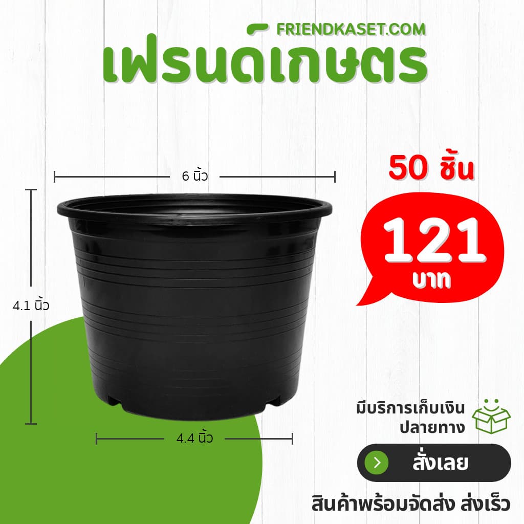 กระถาง กระถางต้นไม้ กระถางใส เบอร์ 6 นิ้ว รูปที่ 2