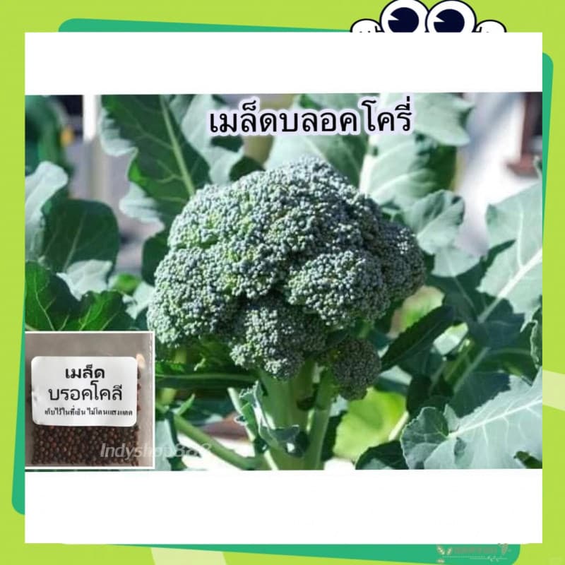 เมล็ดพันธุ์บล็อคโคลี่150 เมล็ด โตไว มือใหม่ปลูกได้ง่าย ดูแลง่าย เมล็ดพันธุ์คุณภาพดี รูปที่ 3