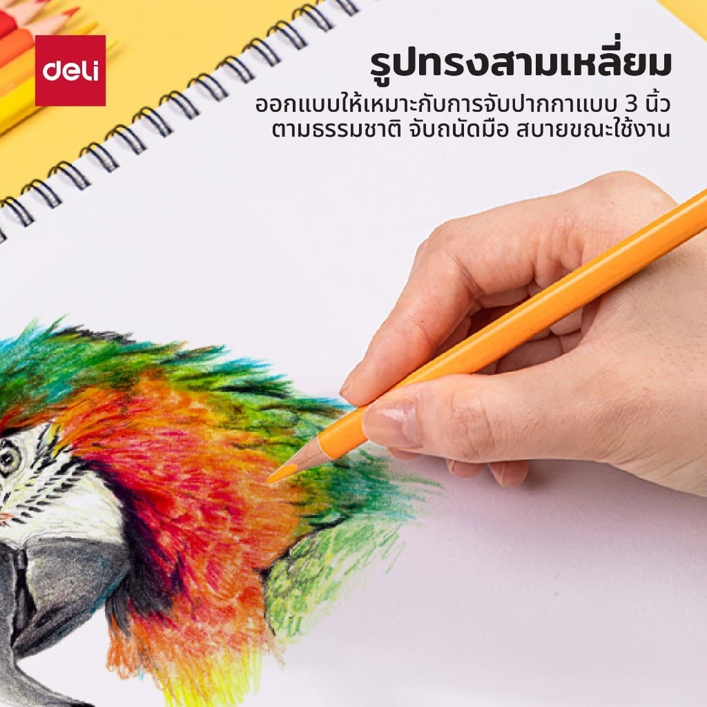 Deli ดินสอสีไม้ระบายน้ำ รุ่น EC00700 สีสด คมชัด ชุด 12/24/36 สี Color Pencils จำหน่าย 1 ชุด รูปที่ 3