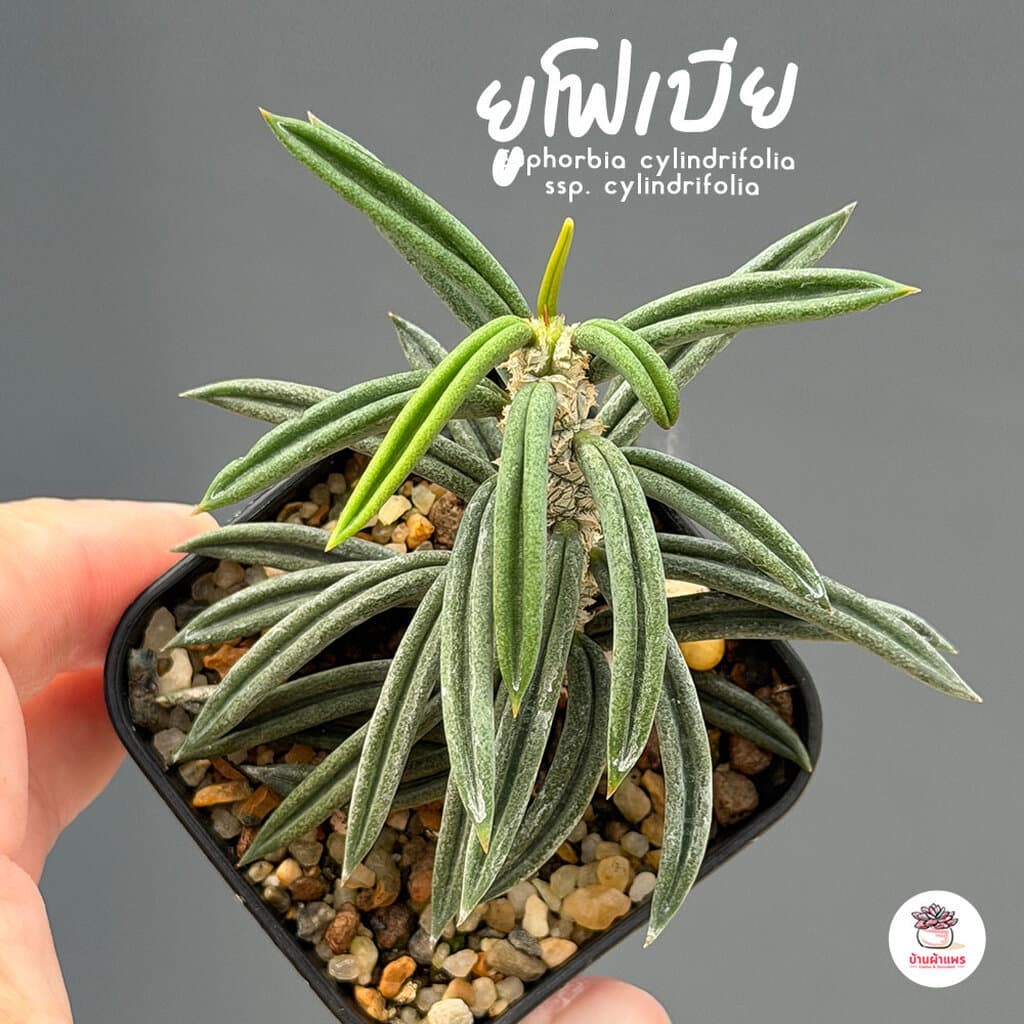 รวมยูโฟเบีย Mix Euphorbia แคคตัส กระบองเพชร ไม้อวบน้ำ cactus&succulent รูปที่ 5