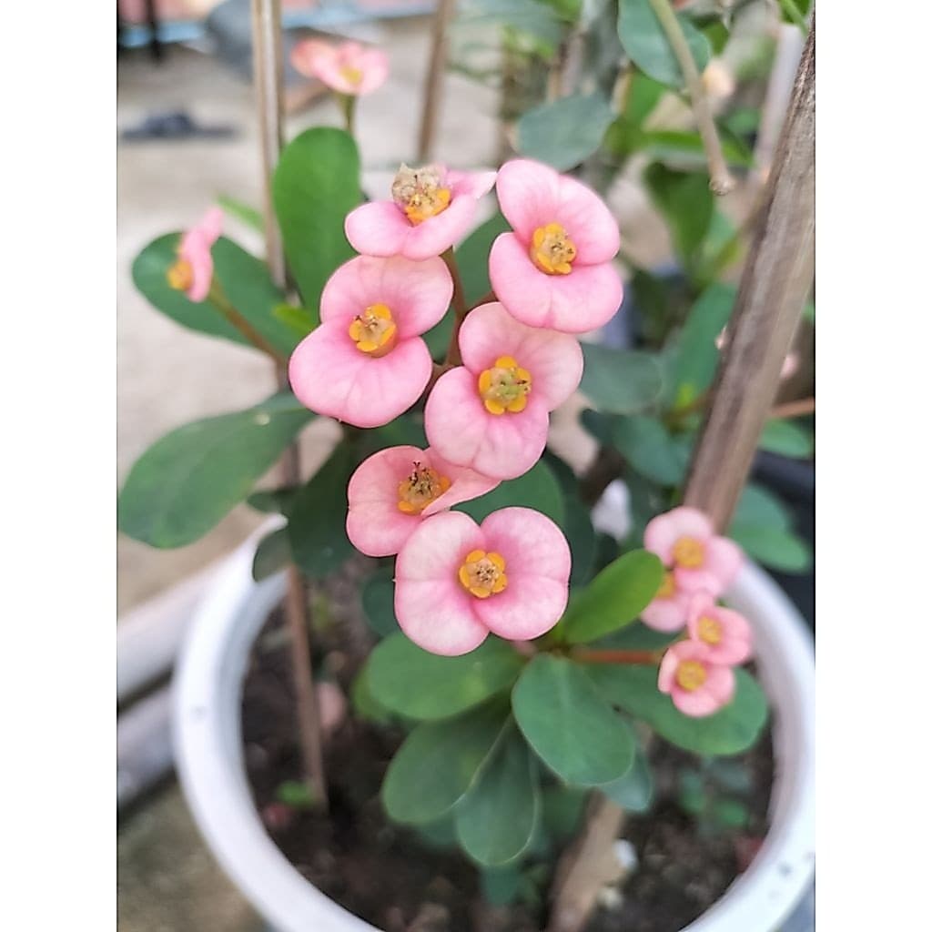 กิ่งโป๊ยเซียนแคระตัดสดมีหลายสี รูปที่ 1
