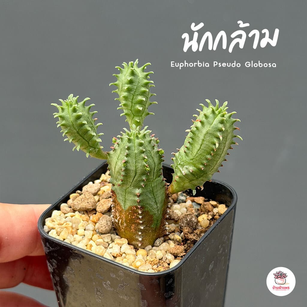 รวมยูโฟเบีย Mix Euphorbia แคคตัส กระบองเพชร ไม้อวบน้ำ cactus&succulent รูปที่ 3