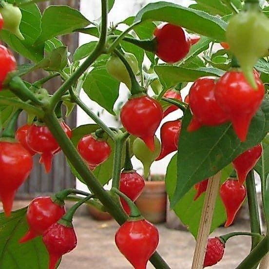 10 เมล็ด พริก พริกแต้ พริกนก พริกแจว Non-GMO Pepper Seeds สายพันธุ์ Biquinho Sweety Drop รูปที่ 1