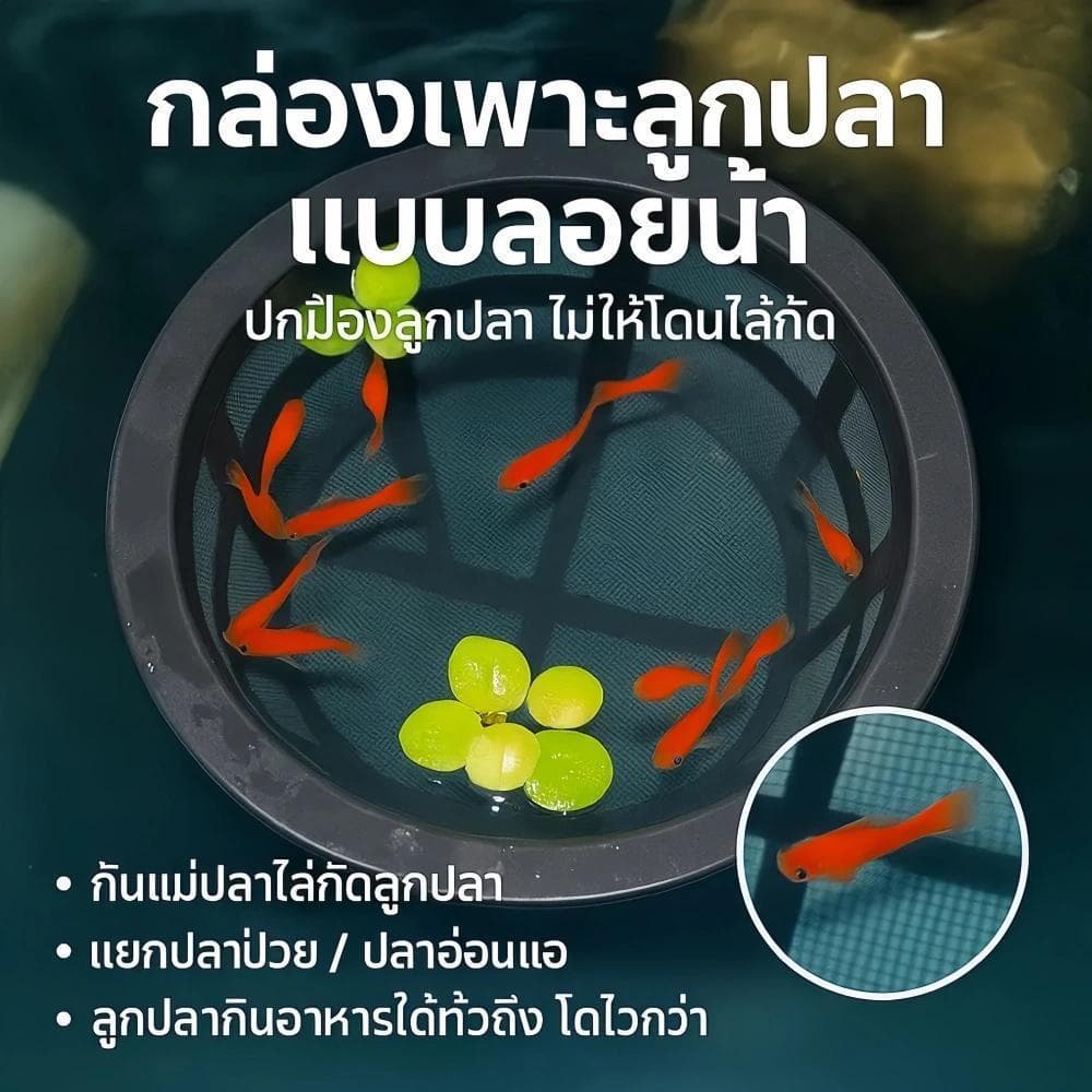 กล่องแยกปลา กล่องเพาะพันธุ์ปลา กล่องอนุบาลลูกปลา ที่กั้นปลา ใส ลอยน้ำ ปลากัด ตู้ปลา CW-082 รูปที่ 2