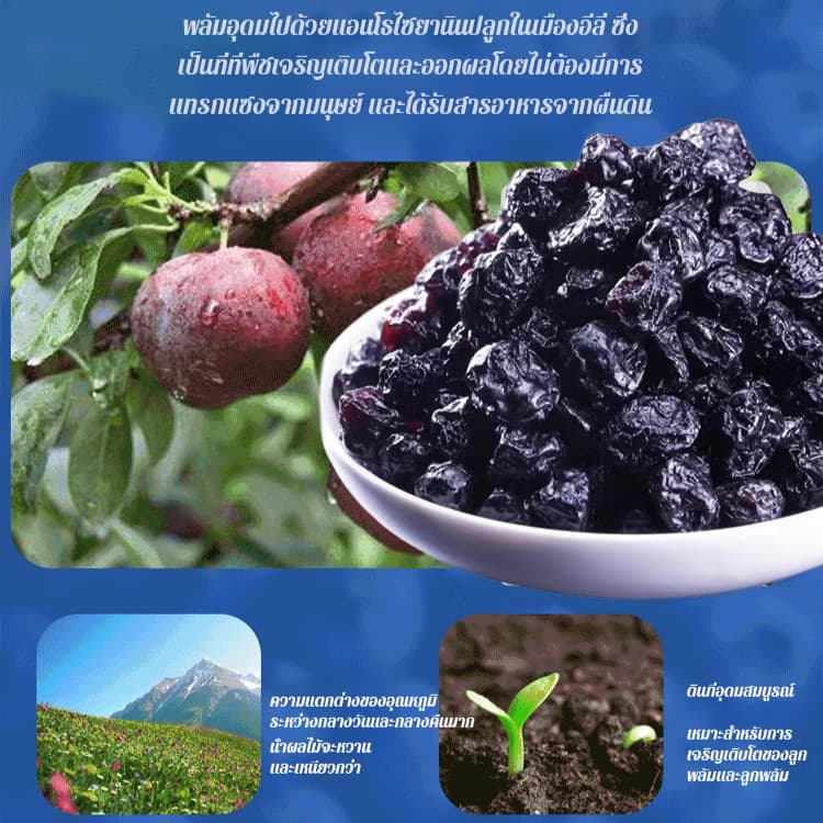 ผู้ขายในพื้นที่บลูเบอร์รี่อบแห้งเกรดพรีเมียมไม่มีน้ำตาล อุดมไปด้วยแอนโทไซยานิน พร้อมทาน 100กรัม/ถุง อาหารอร่อย อุดมไปด้วยแอนโทไซยานิน บลูเบอร์รี่แห้ง บลูเบอร์รี่ รูปที่ 7