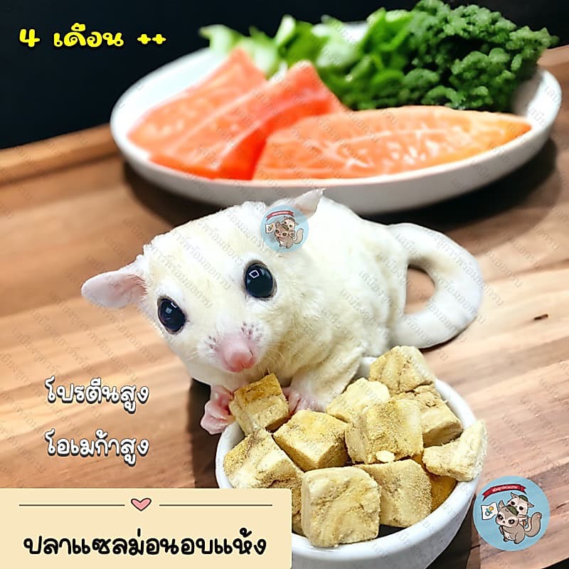 SALMON ปลาแซลม่อนอบแห้ง แซลม่อน ปลา เนื้อปลา อาหาร อกไก่อบแห้ง ชูการ์ กระรอก ดอร์เมาส์ แฮมสเตอร์ รูปที่ 1