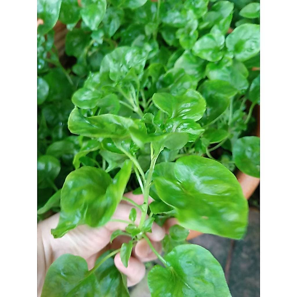 ต้นกล้า วอเตอร์เครส สีเขียว green watercress สลัดน้ำ กล้าละ 10บาท รูปที่ 1