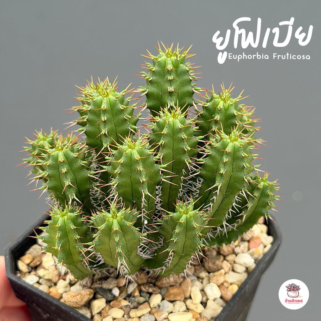 รวมยูโฟเบีย Mix Euphorbia แคคตัส กระบองเพชร ไม้อวบน้ำ cactus&succulent รูปที่ 2