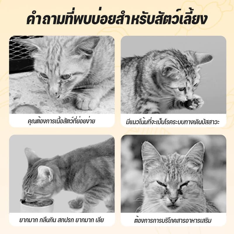 อาหารกระป๋องสำหรับแมว สูตร Complete and Balance ขนาด 80g อาหารเปียกแมว.วันที่ผลิตสด รูปที่ 2