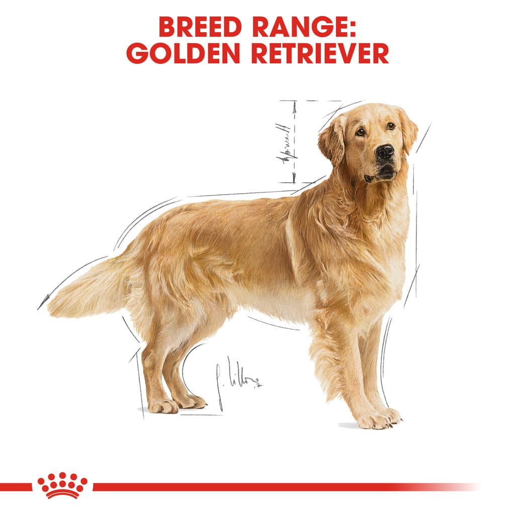 Royal Canin Adult Golden Retriever อาหารเม็ด สุนัขโต พันธุ์โกลเด้น รีทรีฟเวอร์ ยกกระสอบ 12 Kg รูปที่ 2