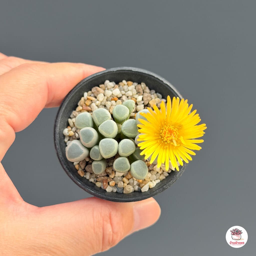 Fenestraria Aurantiaca ไม้อวบน้ำ กุหลาบหิน Cactus&Succulent หลากหลายสายพันธุ์ รูปที่ 4