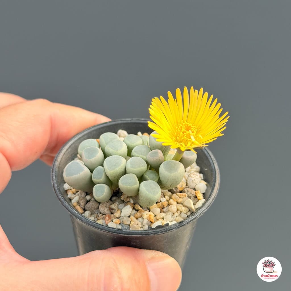 Fenestraria Aurantiaca ไม้อวบน้ำ กุหลาบหิน Cactus&Succulent หลากหลายสายพันธุ์ รูปที่ 5