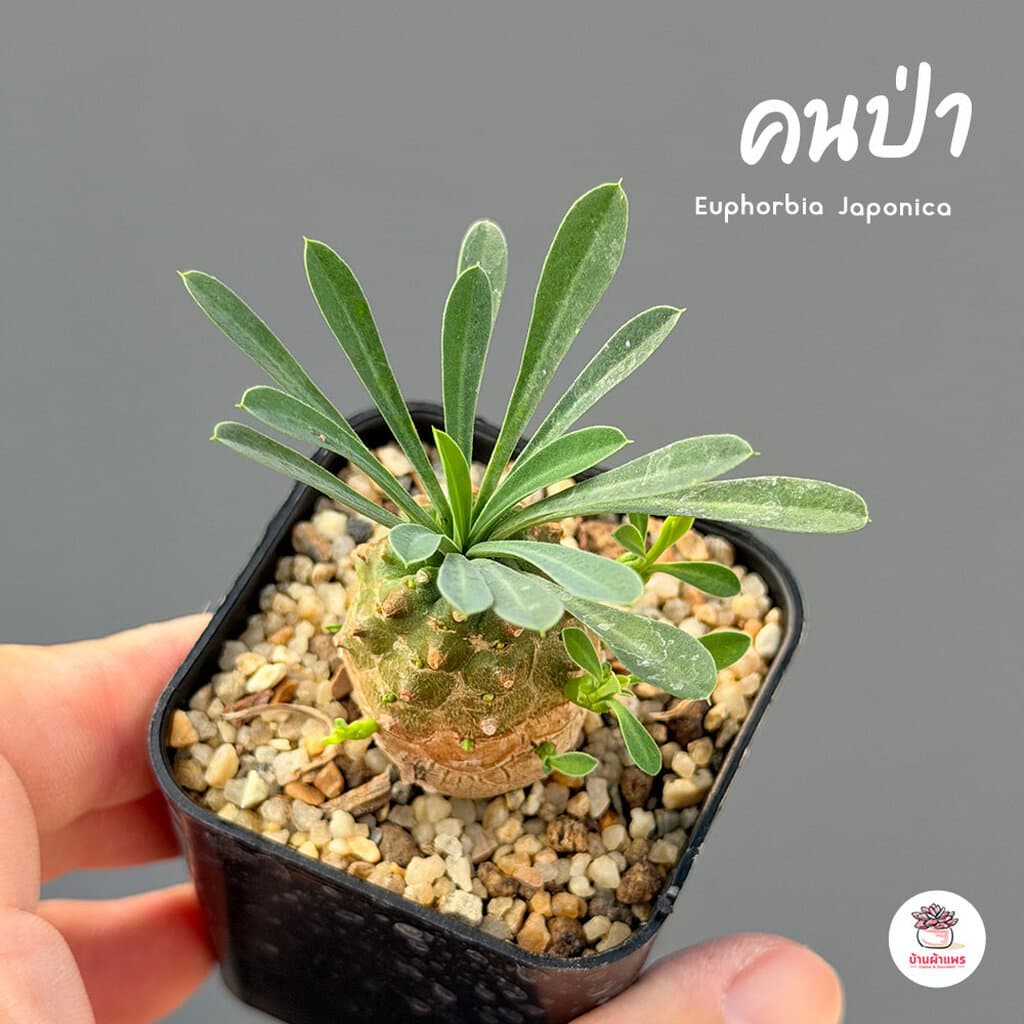 รวมยูโฟเบีย Mix Euphorbia แคคตัส กระบองเพชร ไม้อวบน้ำ cactus&succulent รูปที่ 7