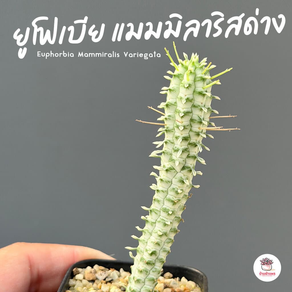 รวมยูโฟเบีย Mix Euphorbia แคคตัส กระบองเพชร ไม้อวบน้ำ cactus&succulent รูปที่ 8