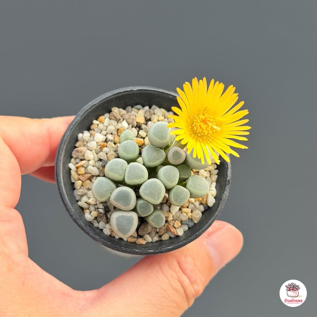 Fenestraria Aurantiaca ไม้อวบน้ำ กุหลาบหิน Cactus&Succulent หลากหลายสายพันธุ์ รูปที่ 2