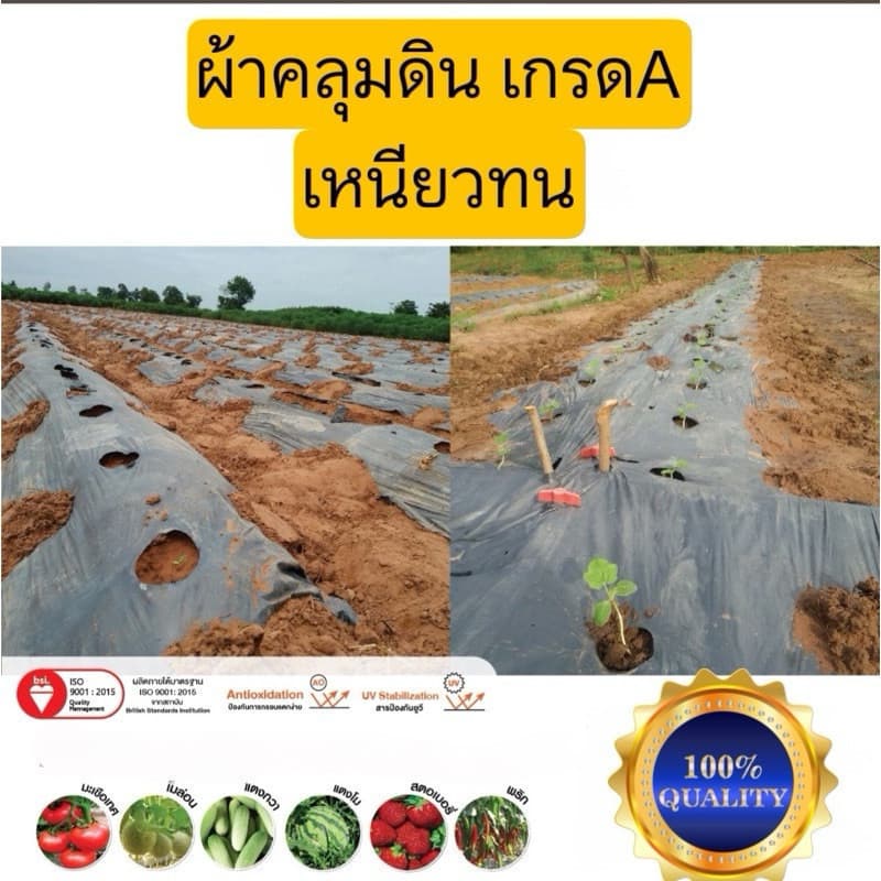 จัดส่งรวดเร็วพลาสติกคลุมดิน ผ้ายางคลุมดิน 400หลา พลาสติกคลุมแปลง พลาสติกดำเงิน กันวัชพืช ปลูกผัก รูปที่ 3