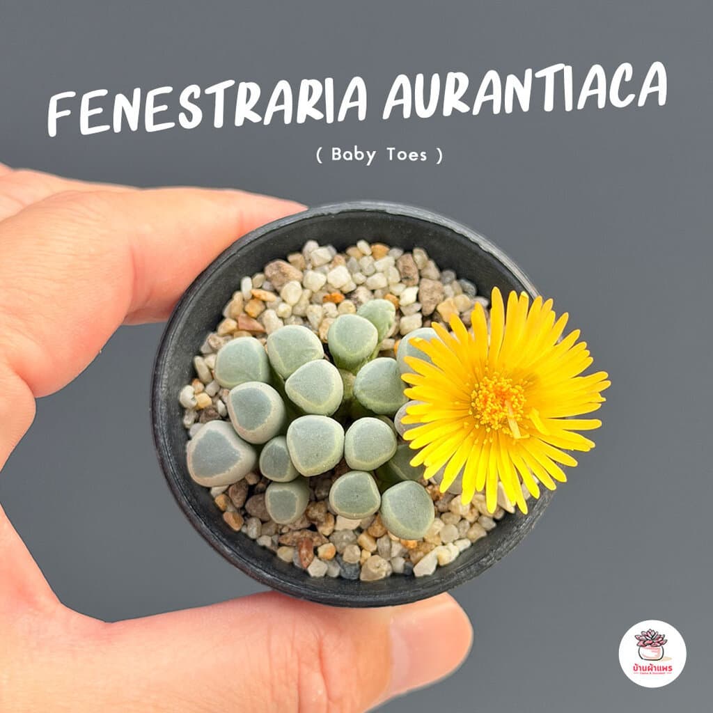 Fenestraria Aurantiaca ไม้อวบน้ำ กุหลาบหิน Cactus&Succulent หลากหลายสายพันธุ์ รูปที่ 1