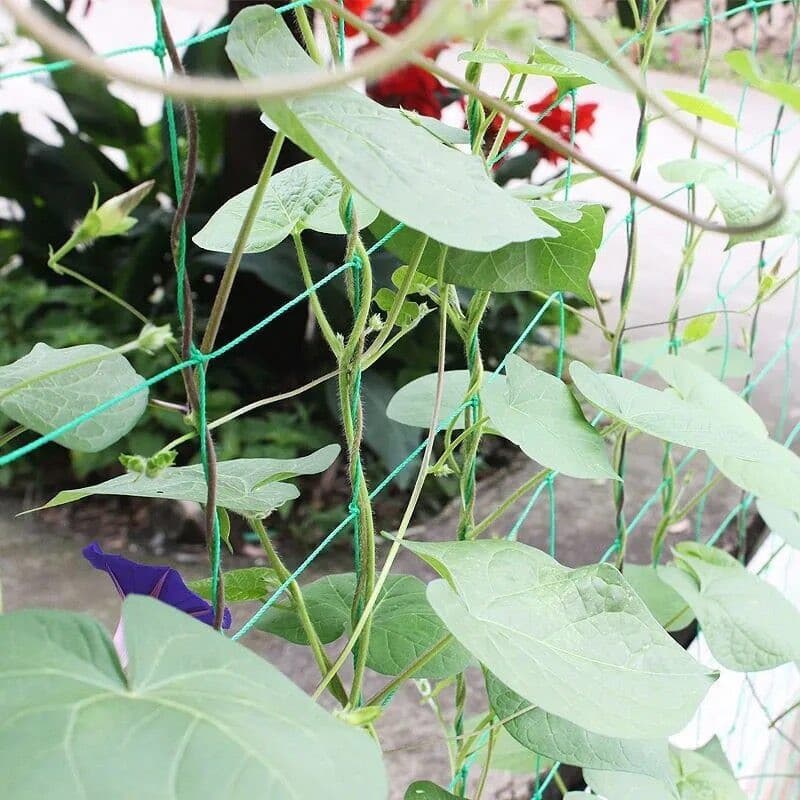 โครงไม้เลื้อย ตาข่ายไนลอน 2x100 ม. สำหรับปลูกแตงกวา ตาข่ายปลูกผัก อุปกรณ์ทำสวน ทนทาน รูปที่ 8