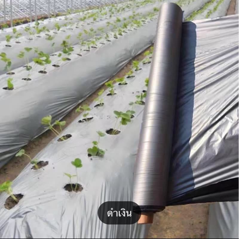 จัดส่งรวดเร็วพลาสติกคลุมดิน ผ้ายางคลุมดิน 400หลา พลาสติกคลุมแปลง พลาสติกดำเงิน กันวัชพืช ปลูกผัก รูปที่ 6