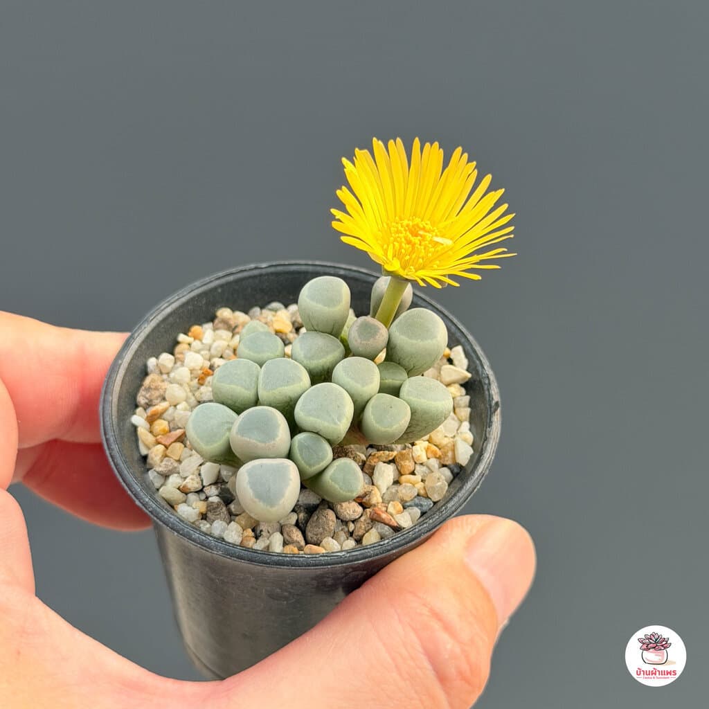 Fenestraria Aurantiaca ไม้อวบน้ำ กุหลาบหิน Cactus&Succulent หลากหลายสายพันธุ์ รูปที่ 3