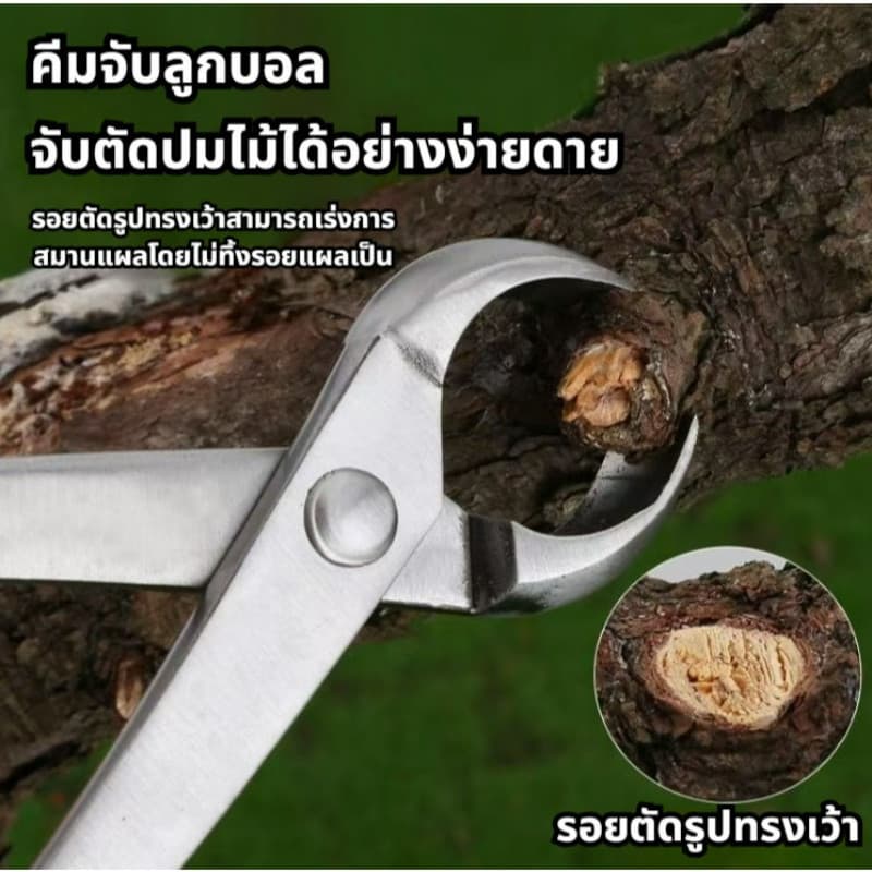 สแตนเลสบอนไซกรรไกรสวนดอกไม้พืชใบตารอบคีมตัดแต่งกิ่งเครื่องมือตัดแต่งกิ่งผลไม้ต้นไม้สร้างกรรไกร คีมปากนกแก้ว คีมท้องเรือ รูปที่ 8