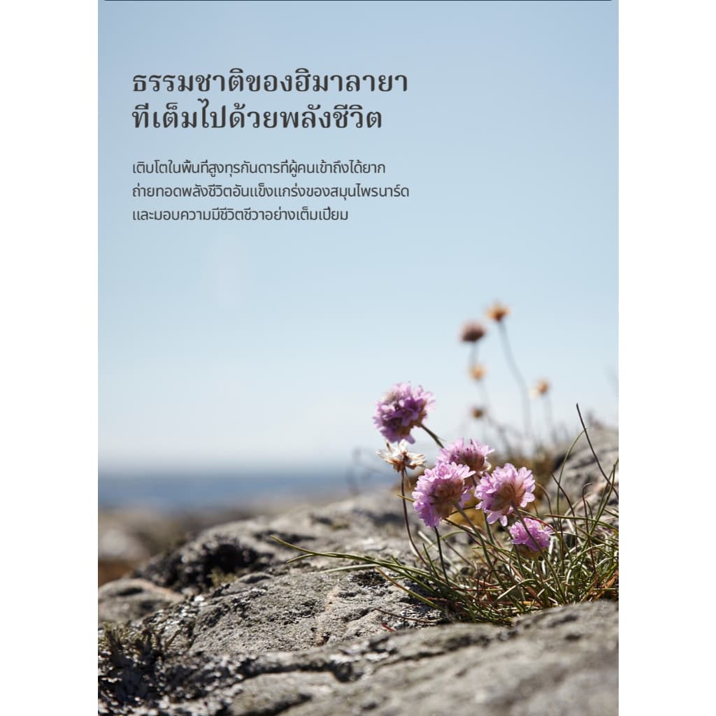 สกัลป์ คูลลิง แชมพู 500 มล. - สำหรับหนังศีรษะอ่อนแอและมีอาการคัน รูปที่ 3