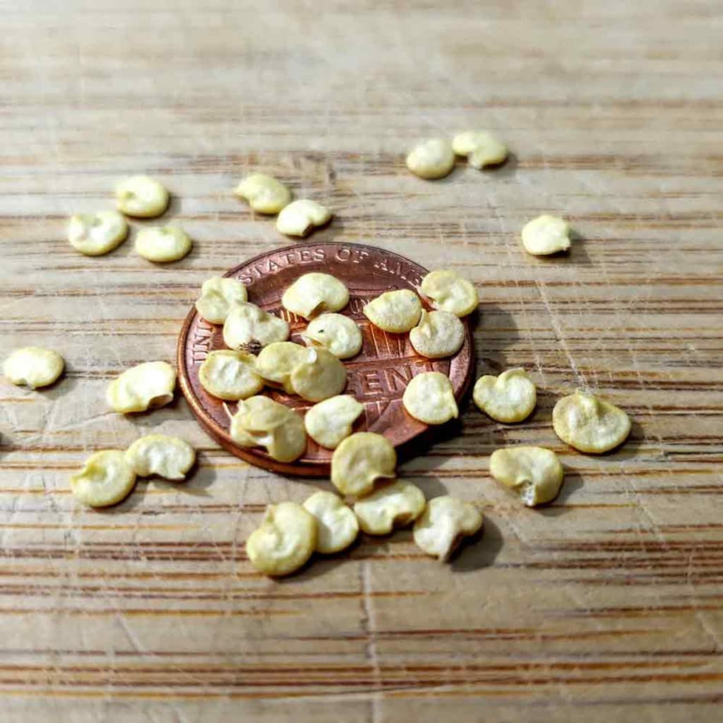 10 เมล็ด พริก พริกแต้ พริกนก พริกแจว Non-GMO Pepper Seeds สายพันธุ์ Biquinho Sweety Drop รูปที่ 3