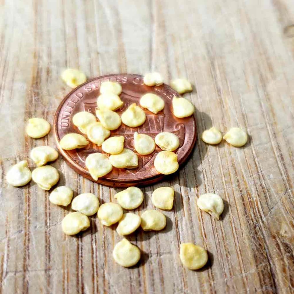 10 เมล็ด พริก พริกแต้ พริกนก พริกแจว Non-GMO Pepper Seeds สายพันธุ์ Biquinho Sweety Drop รูปที่ 2