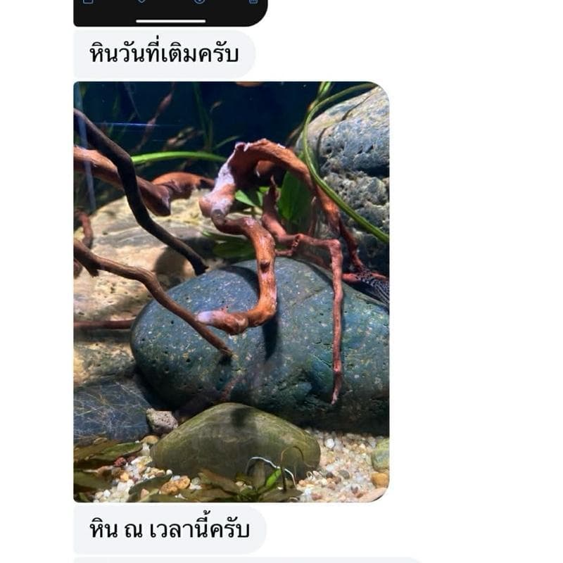 Aqua Genesis + PD2 เร่งสร้างตะไคร่ สาหร่ายไบโอฟิล์ม รักษาสมดุลย์ของระบบน้ำ ชุด 2 ขวด สำหรับระบบน้ำที่สมบูรณ์แบบ รูปที่ 4