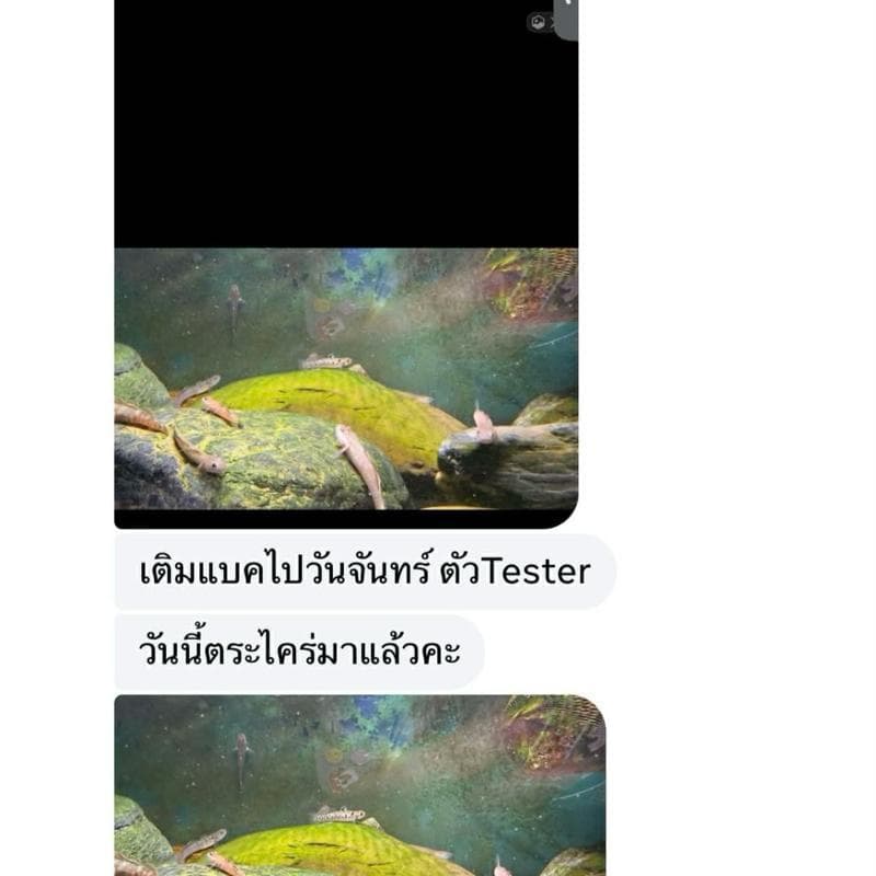 Aqua Genesis + PD2 เร่งสร้างตะไคร่ สาหร่ายไบโอฟิล์ม รักษาสมดุลย์ของระบบน้ำ ชุด 2 ขวด สำหรับระบบน้ำที่สมบูรณ์แบบ รูปที่ 5