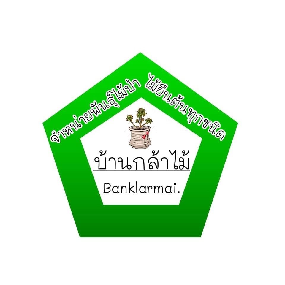 ต้นลำดวน พร้อมปลูก สินค้าเสียหาย แจ้งทางร้านได้เลยจ้า รูปที่ 3