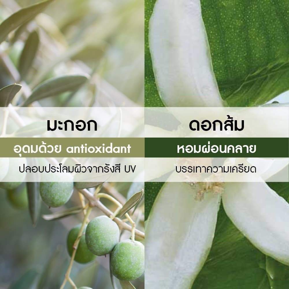 อีฟ โรเช Yves Rocher Olive & Petitgrain Relaxing Body Lotion 390 มล. & Shower Gel 400 มล. รูปที่ 4