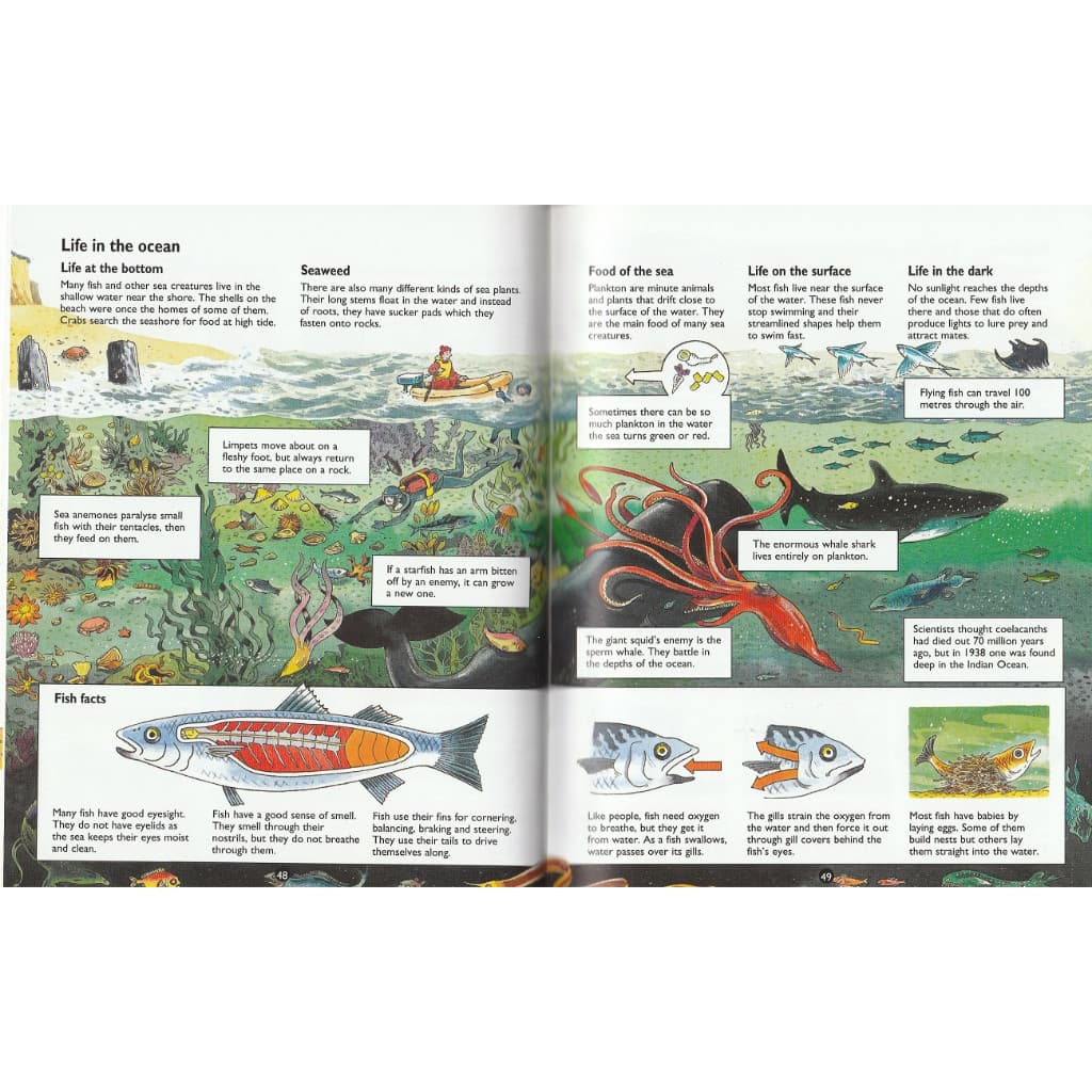 DKTODAY หนังสือ USBORNE MINI CHILDREN'S ENCYCLOPEDIA HB. รูปที่ 4