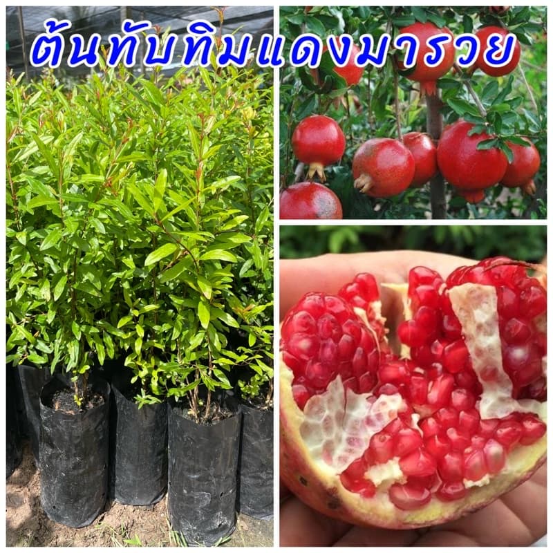 ต้นทับทิมแดงมารวยแท้100% ต้นเพาะเมล็ด พร้อมปลูก เนื้อในสีแดงรวฝสชาติหวาน อร่อย ขนาดต้น 10-15 ซม. รูปที่ 1