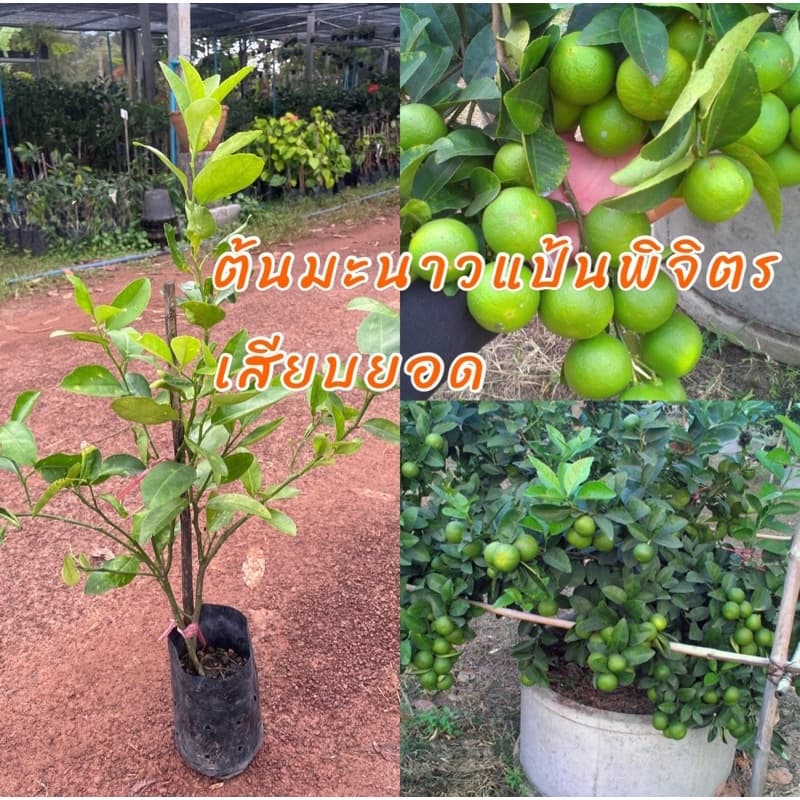 ต้นมะนาวแป้นพิจิตร เสียบยอด ติดผลดก เปลือกบางน้ำเยอะ ต้นเตี้ยเก็บผลง่าย รูปที่ 1