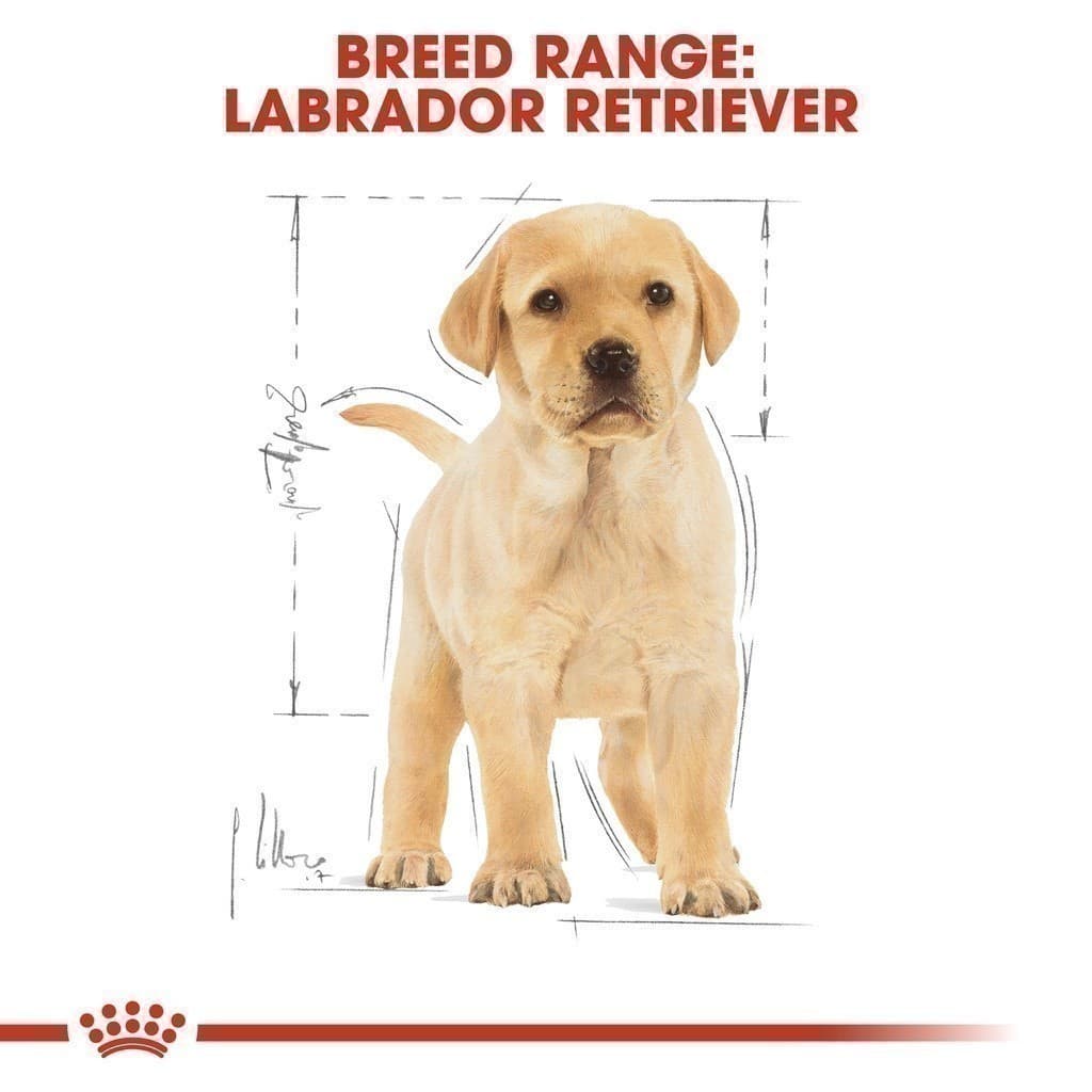 Royal Canin Labrador Retriever Puppy 12kg อาหารเม็ดลูกสุนัข พันธุ์ลาบราดอร์รีทรีฟเวอร์ อายุต่ำกว่า15เดือน รูปที่ 7